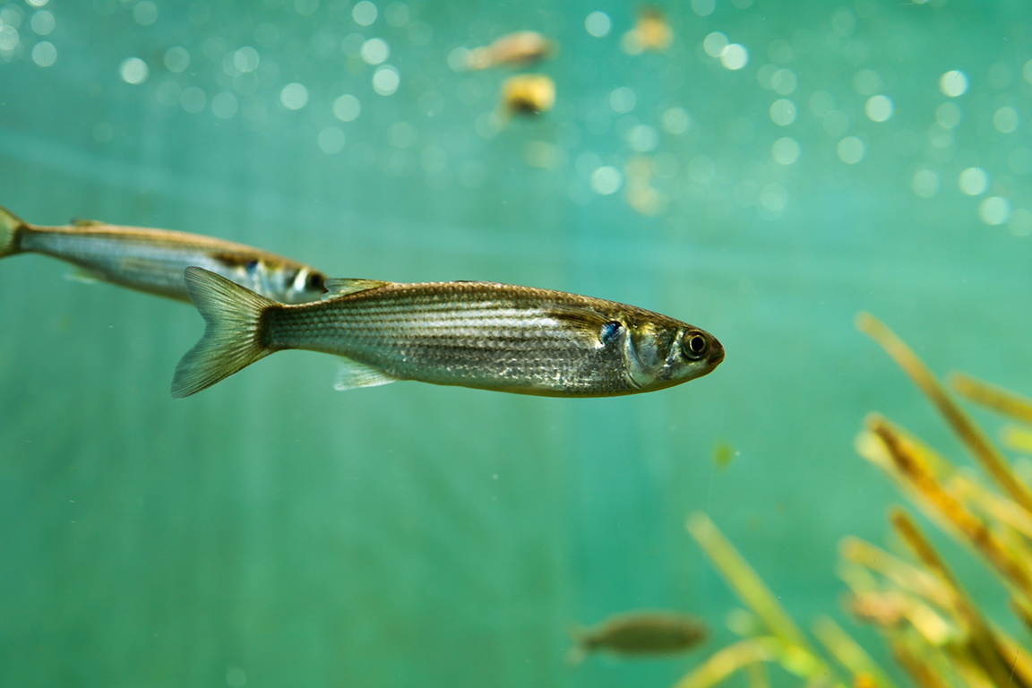 Forest Aquarium: Yamanashi Prefectural Fuji Spring Water Aquarium